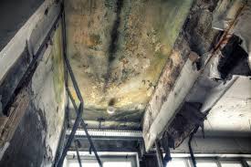 Why You Should Choose Our Mold Remediation Services in Chilton, WI